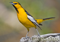 Birds in North America - Click to visit the Gallery of Birds by Joachim Ruhstein
