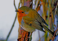 Birds of Europe - wildlife photographs by Joachim Ruhstein