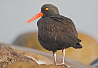 Birds of North America - Wildlife Photographs by Joachim Ruhstein