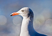 Birds of North America - Wildlife Photographs by Joachim Ruhstein