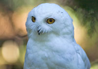 Birds of North America - Wildlife Photographs by Joachim Ruhstein