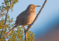 Birds of North America - Wildlife Photographs by Joachim Ruhstein