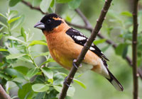 Birds of North America - Wildlife Photographs by Joachim Ruhstein