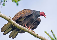 Birds of North America - Wildlife Photographs by Joachim Ruhstein