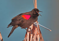 Birds of North America - Wildlife Photographs by Joachim Ruhstein