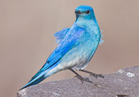 Birds of North America - Wildlife Photographs by Joachim Ruhstein