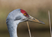 Birds of North America - Wildlife Photographs by Joachim Ruhstein