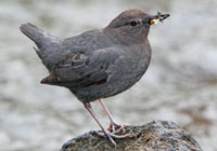 Birds of North America - Wildlife Photographs by Joachim Ruhstein