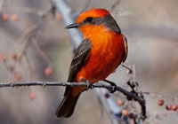 Birds of Europe - wildlife photographs by Joachim Ruhstein