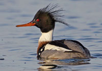 Birds of North America - Wildlife Photographs by Joachim Ruhstein