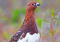 Birds of North America - Wildlife Photographs by Joachim Ruhstein