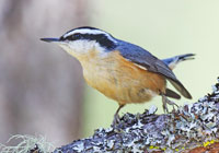 Birds of North America - Wildlife Photographs by Joachim Ruhstein