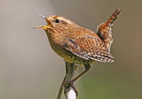 Birds of North America - Wildlife Photographs by Joachim Ruhstein