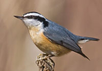 Birds in Europe and Canada - Click to visit the Gallery of Birds by Joachim Ruhstein