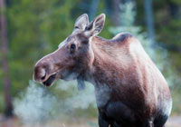 Mammals - Wildlife Photography by Joachim Ruhstein