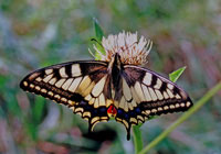 Insects - Wildlife Photography by Joachim Ruhstein