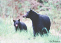 Ursus americanus