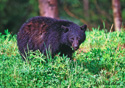 Ursus americanus