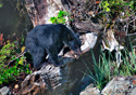 Ursus americanus