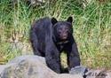 Ursus americanus