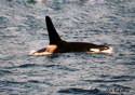 Ornicus orca