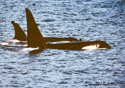 Ornicus orca