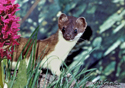 Mustela erminea