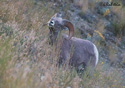 Ovis Canadensis