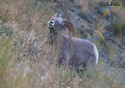 Ovis Canadensis