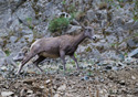 Ovis Canadensis