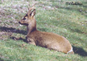 Capreolus capreolus