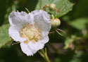 Rubus parviflorus