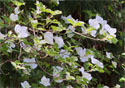 Cornus nuttallii,