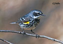 Dendroica coronata