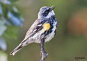 Dendroica coronata