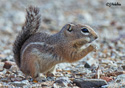 Ammospermophilus barrisii