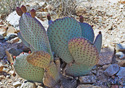 Opuntia basilaris