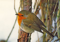 Erithacus rubecula