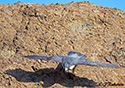Falco  peregrinus