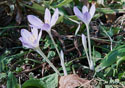 Colchicum autumnale