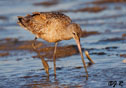 Limosa fedoa