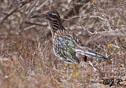 Geococcyx californianus