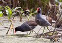 Gallinula chloropus