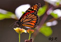 Danaus Plexippus