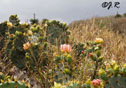 opuntia phaeacantha