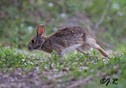 Sylvilagus floridanus