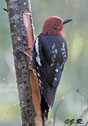 Sphyrapicus ruber