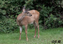 Odocoileus hemionus