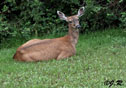 Odocoileus hemionus