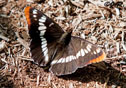 Limenitis corquini